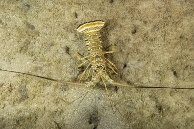 Caribbean Spiny Lobster (Panulirus argus) in Florida, USA