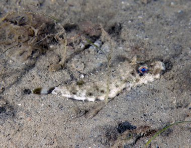 A Bandtail Puffer (Sphoeroides spengleri) in Florida, USA