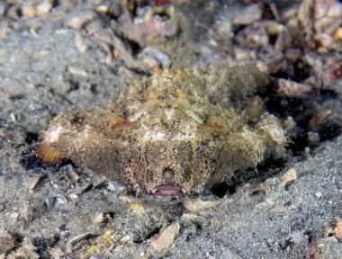 A Polka-dot Batfish (Ogcocephalus radiatus) in Florida, USA