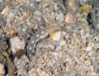 A Sharptail Eel (Myrichthys breviceps) in Florida, USA
