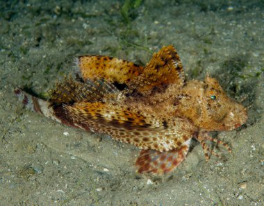 A Banded Sea Robin (Prionotus ophryas) in Florida, USA
