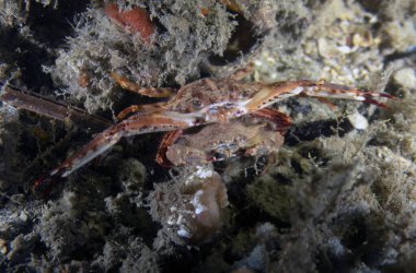 Florida, ABD 'de Yüzen Yengeç (Portunidae)