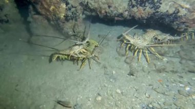 Florida, ABD 'deki Dikenli Karayip Istakozunun 4k videosu
