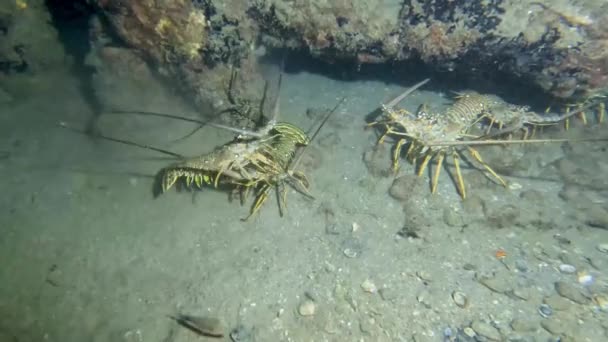 Video Spiny Caribbean Lobster Florida Usa — Stockvideo