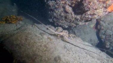 Florida, ABD 'deki Dikenli Karayip Istakozunun 4k videosu