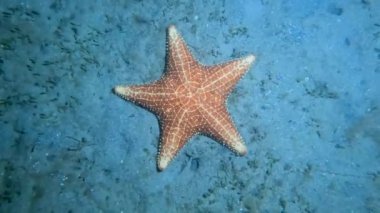 4k video of a Red Cushion Sea Star (Oreaster reticulatus) in Florida, USA