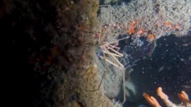 4k video of an Arrowhead Crab (Stenorhynchus seticornis) in Florida, USA
