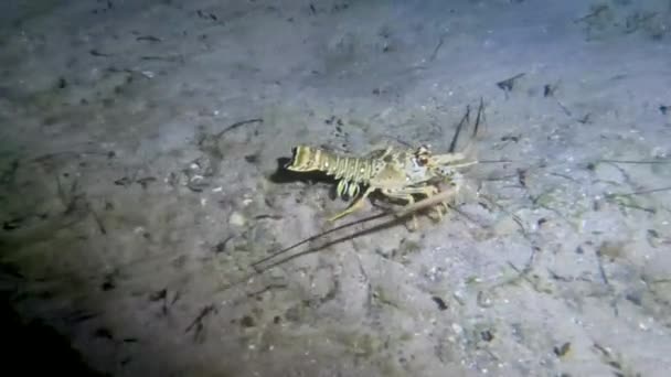 Video Spiny Caribbean Lobster Florida Usa — Stock Video