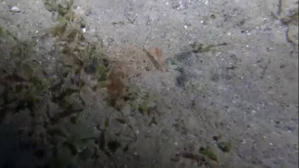 Video Lemon Sharks Negaprion Brevirostris Shallow Water North Bimini Bahamas — Video Stock