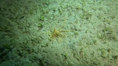 4k video of an Atlantic Longarm Octopus (Macrotritopus defilippi) in Florida, USA