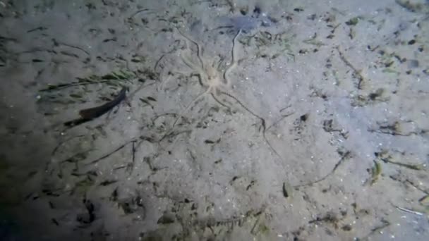Видео Атлантического Лонгарма Macrotritopus Defelippi Флориде Сша — стоковое видео
