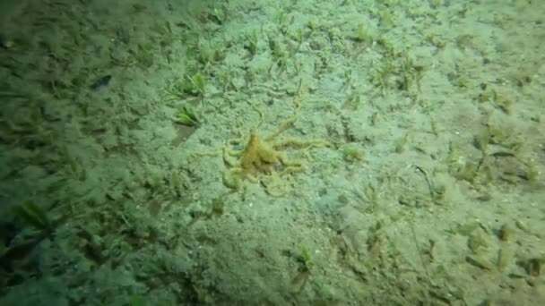Video Atlantic Longarm Octopus Macrotritopus Defilippi Florida Usa — Vídeos de Stock