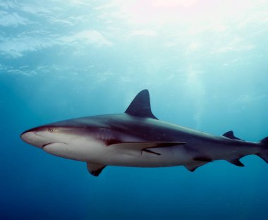 A Caribbean Reef Shark (Carcharhinus perezii) in Bimini, Bahamas