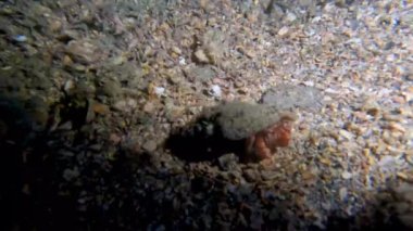 4k video of a Hermit Crab (Dardanus sp.) in Florida, USA
