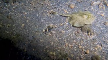 4k video of a Yellow Stingray (Urobatis jamaicensis) in Florida, USA
