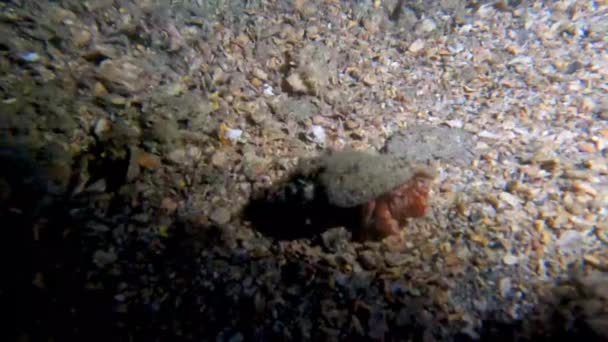 Video Hermit Crab Dardanus Florida Usa — Vídeos de Stock