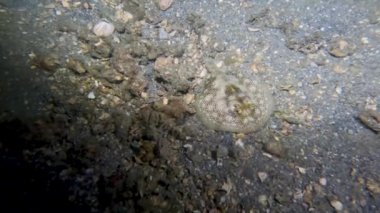 4k video of a Yellow Stingray (Urobatis jamaicensis) in Florida, USA