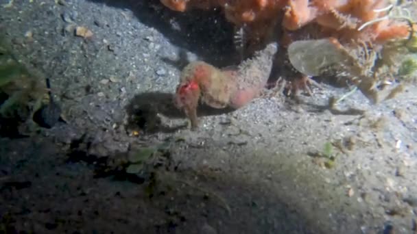 Video Long Snouted Seahorse Hippocampus Guttulatus Florida Usa — Stock Video