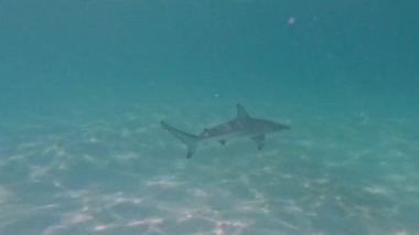 4k video of a Blacktip Shark (Carcharhinus limbatus) in Bimini, Bahamas