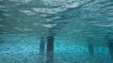 4k video of a school of small fish sheltering under a pier in Bimini, Bahamas