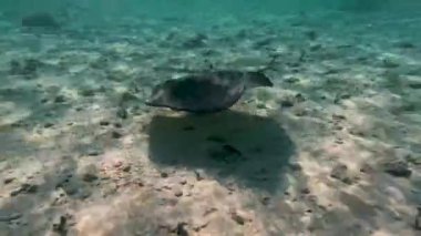 4k video of Southern Stingrays (Hypanus americanus) in South Bimini, Bahamas