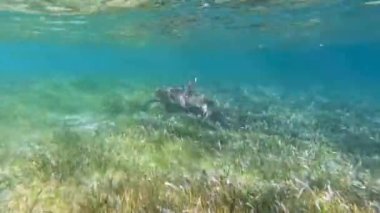 4k video of a Nurse Shark (Ginglymostoma cirratum) in Bimini, Bahamas