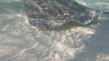 4k video of Southern Stingrays (Hypanus americanus) in South Bimini, Bahamas