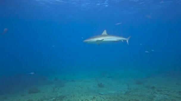 バハマのビミニにあるカリブ海のリーフシャーク Carcharhinus Perezii の4Kビデオ — ストック動画