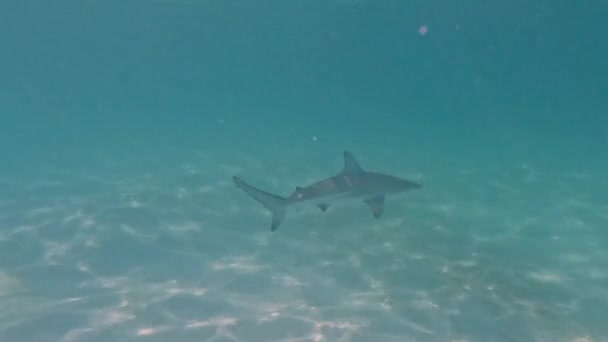 Βίντεο Ενός Blacktip Shark Carcharhinus Limbatus Στο Bimini Μπαχάμες — Αρχείο Βίντεο