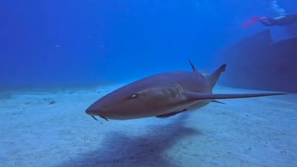 Video Nurse Shark Ginglymostoma Cirratum Bimini Bahamas — Vídeo de stock