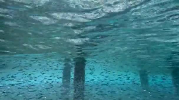 Video School Small Fish Sheltering Pier Bimini Bahamas — Stock video