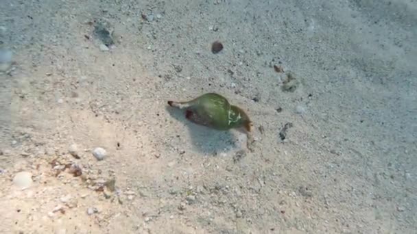 Video Large Sea Snail Moving Sea Bed Bimini Bahamas — 图库视频影像
