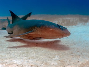 A Nurse Shark (Ginglymostoma cirratum) in Bimini, Bahamas