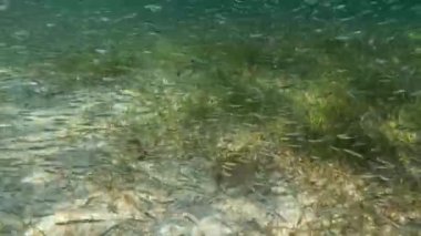 4k video of a school of small fish with a small barracuda nearby in Bimini, Bahamas