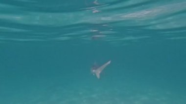 4k video of a Blacktip Shark (Carcharhinus limbatus) in Bimini, Bahamas