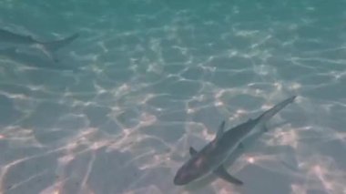 4k video of a Blacktip Shark (Carcharhinus limbatus) in Bimini, Bahamas