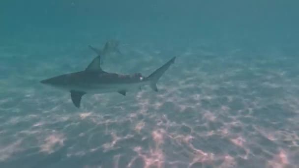 Video Blacktip Shark Carcharhinus Limbatus Bimini Bahamas — Vídeo de stock