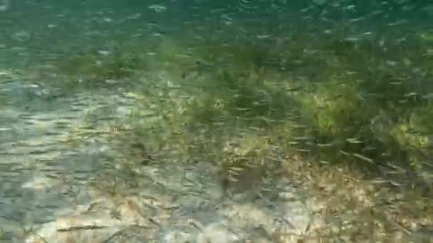 Video School Small Fish Small Barracuda Nearby Bimini Bahamas — ストック動画