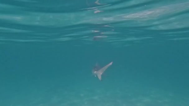 Video Blacktip Shark Carcharhinus Limbatus Bimini Bahamas — Stock videók
