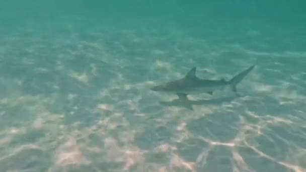 Video Blacktip Shark Carcharhinus Limbatus Bimini Bahamas — Wideo stockowe