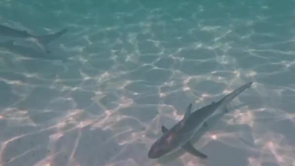 バハマのビミニにあるBlacktip Shark Carcharhinus Limbatus の4Kビデオ — ストック動画