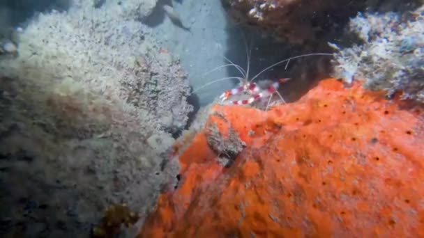Video Banded Boxer Shrimp Stenopus Hispidus Florida Usa — Stock video