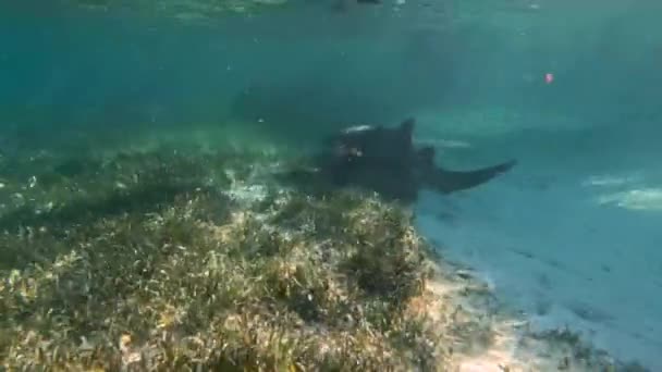 Video Nurse Shark Ginglymostoma Cirratum Bimini Bahamas — Vídeo de Stock