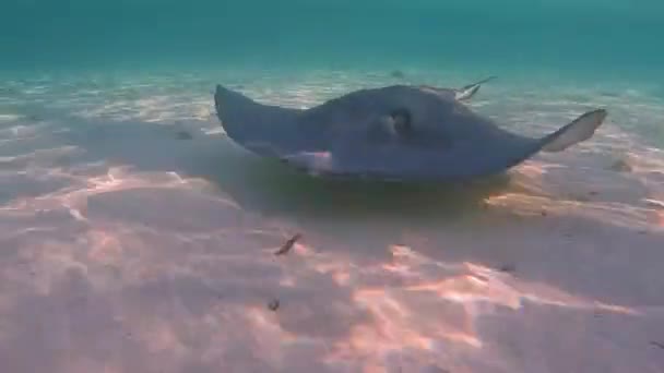 Southern Stingrays Hypanus Americanus の4Kビデオ バハマ 南ビミニ — ストック動画