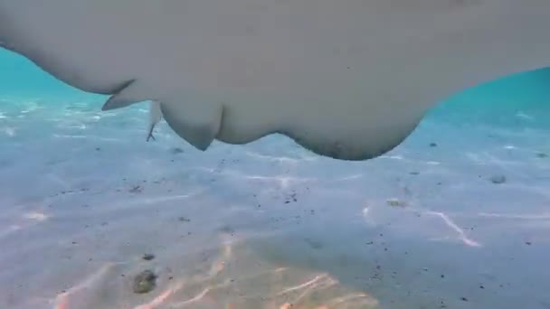 Video Southern Stingrays Hypanus Americanus South Bimini Bahamas — Stock Video