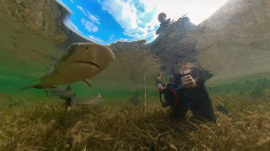 Juvenile Lemon Shark (Negaprion brevirostris) in the mangroves of North Bimini, Bahamas