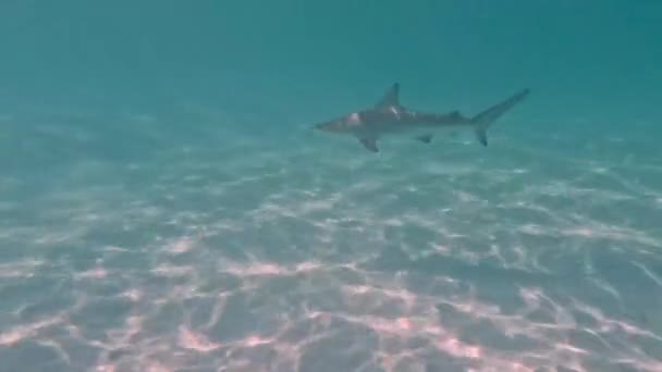Βίντεο Ενός Blacktip Shark Carcharhinus Limbatus Στο Bimini Μπαχάμες — Αρχείο Βίντεο