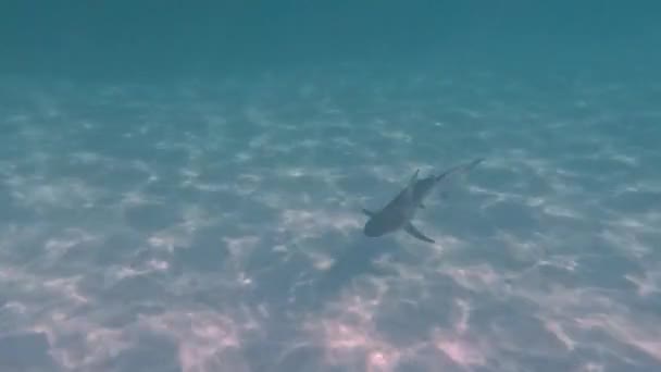 バハマのビミニにあるBlacktip Shark Carcharhinus Limbatus の4Kビデオ — ストック動画