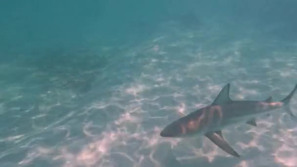 Video Blacktip Shark Carcharhinus Limbatus Bimini Bahamas — Stockvideo