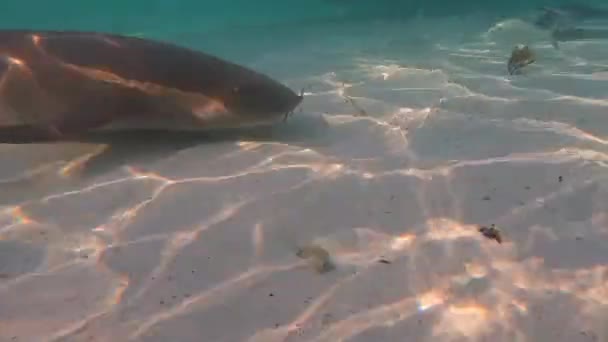 Video Nurse Shark Ginglymostoma Cirratum Bimini Bahamas — Stock Video